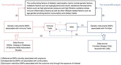 Mendelian randomization based on immune cells in diabetic nephropathy